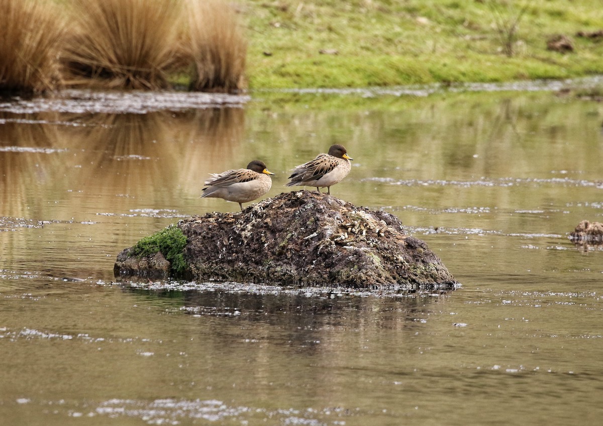 gulnebbkrikkand - ML646662323