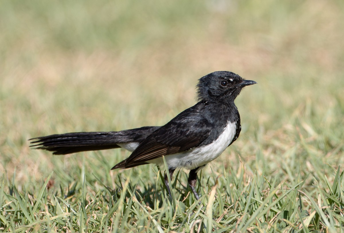 Willie-wagtail - ML646662325