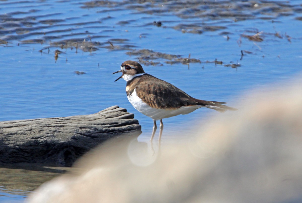 kulík rezavoocasý - ML646662326