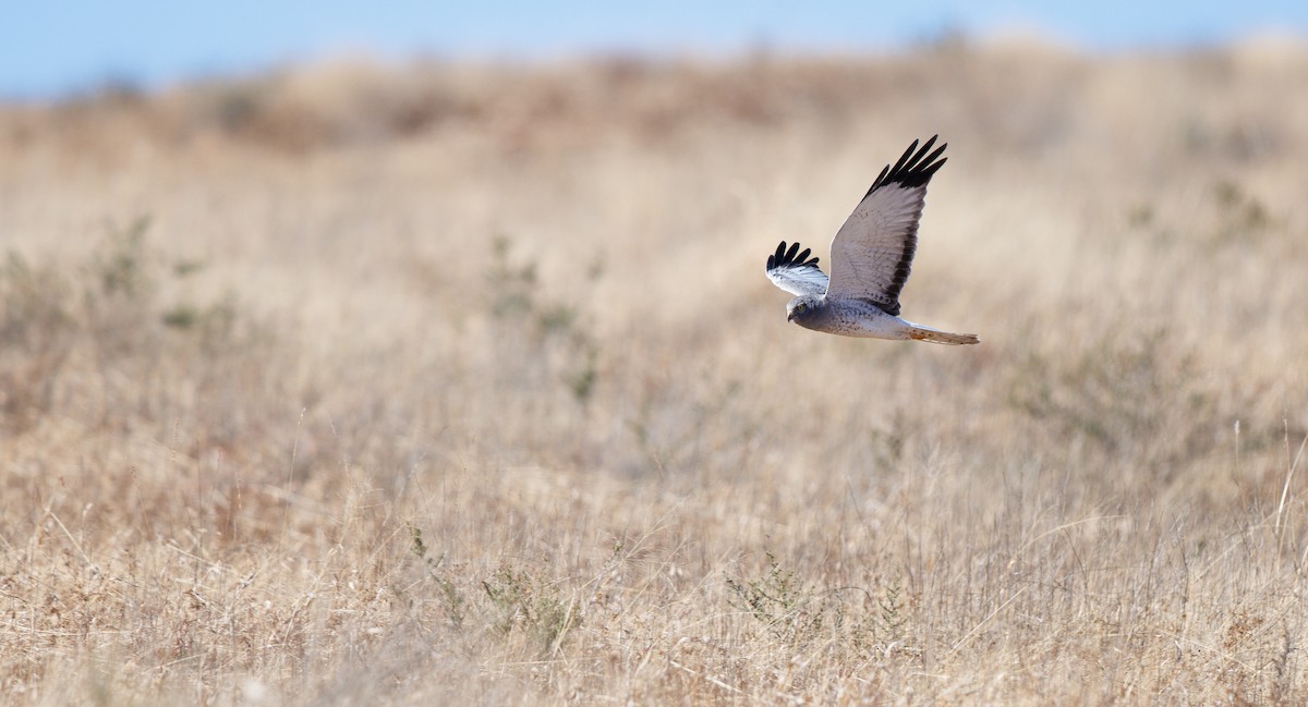 Northern Harrier - ML646662327