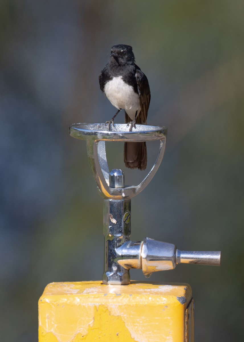 Willie-wagtail - ML646662328
