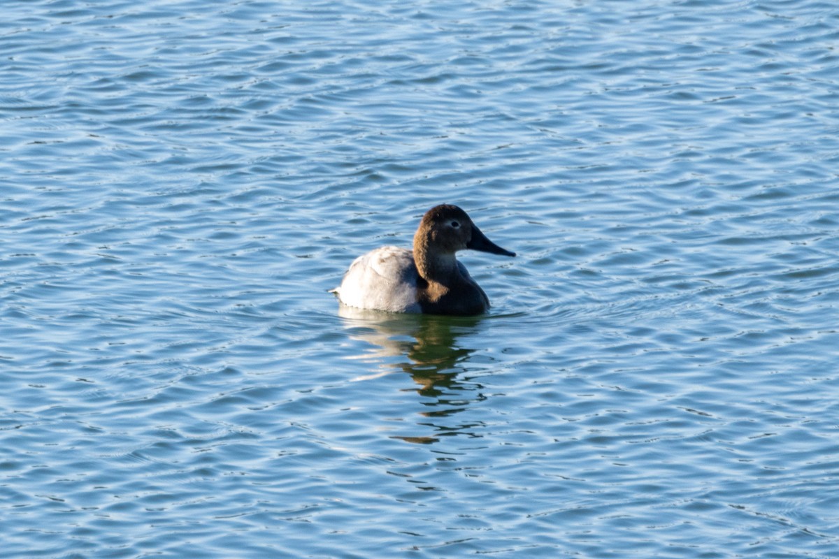 Canvasback - ML646662330