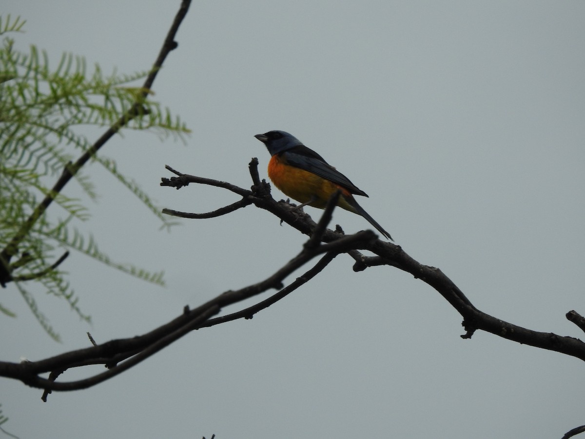 Tangara fourchu - ML646662331