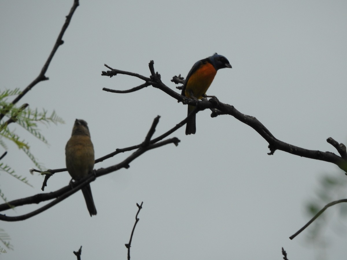 Tangara fourchu - ML646662333