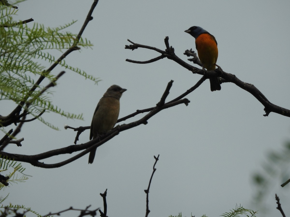 Tangara fourchu - ML646662334