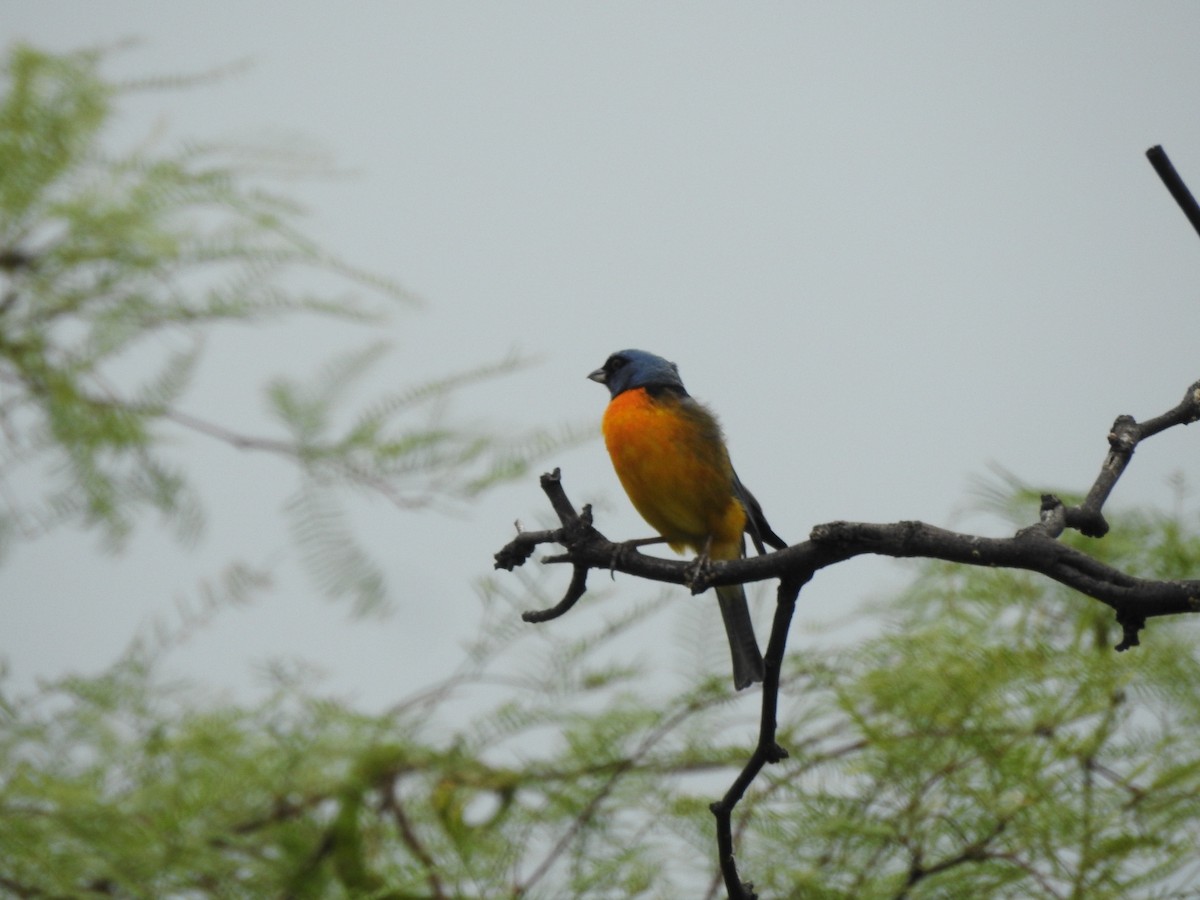 Tangara fourchu - ML646662335