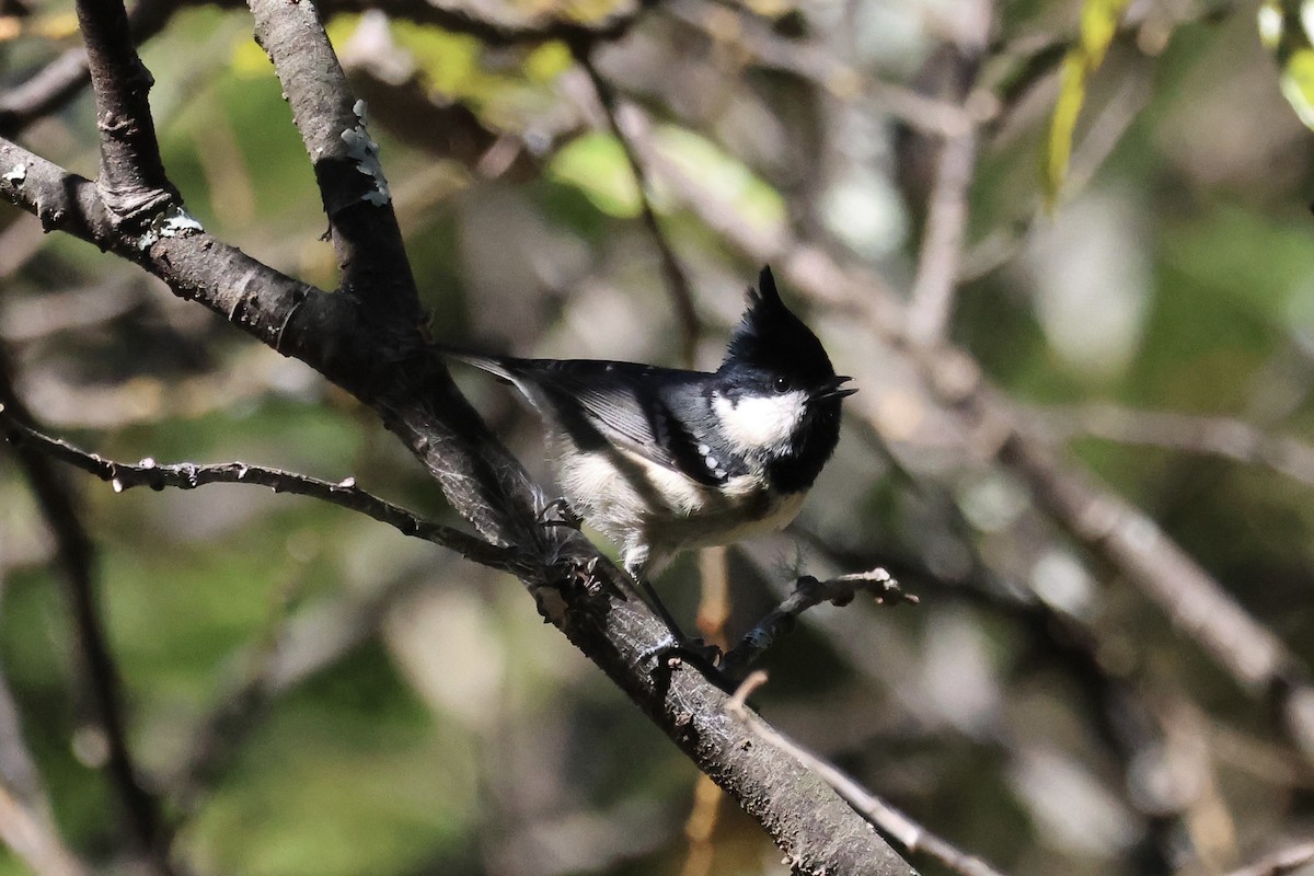 Өдөрч хөх бух - ML646662336