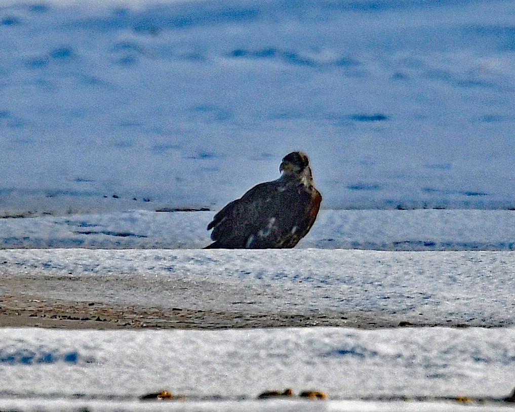 Bald Eagle - ML646662337