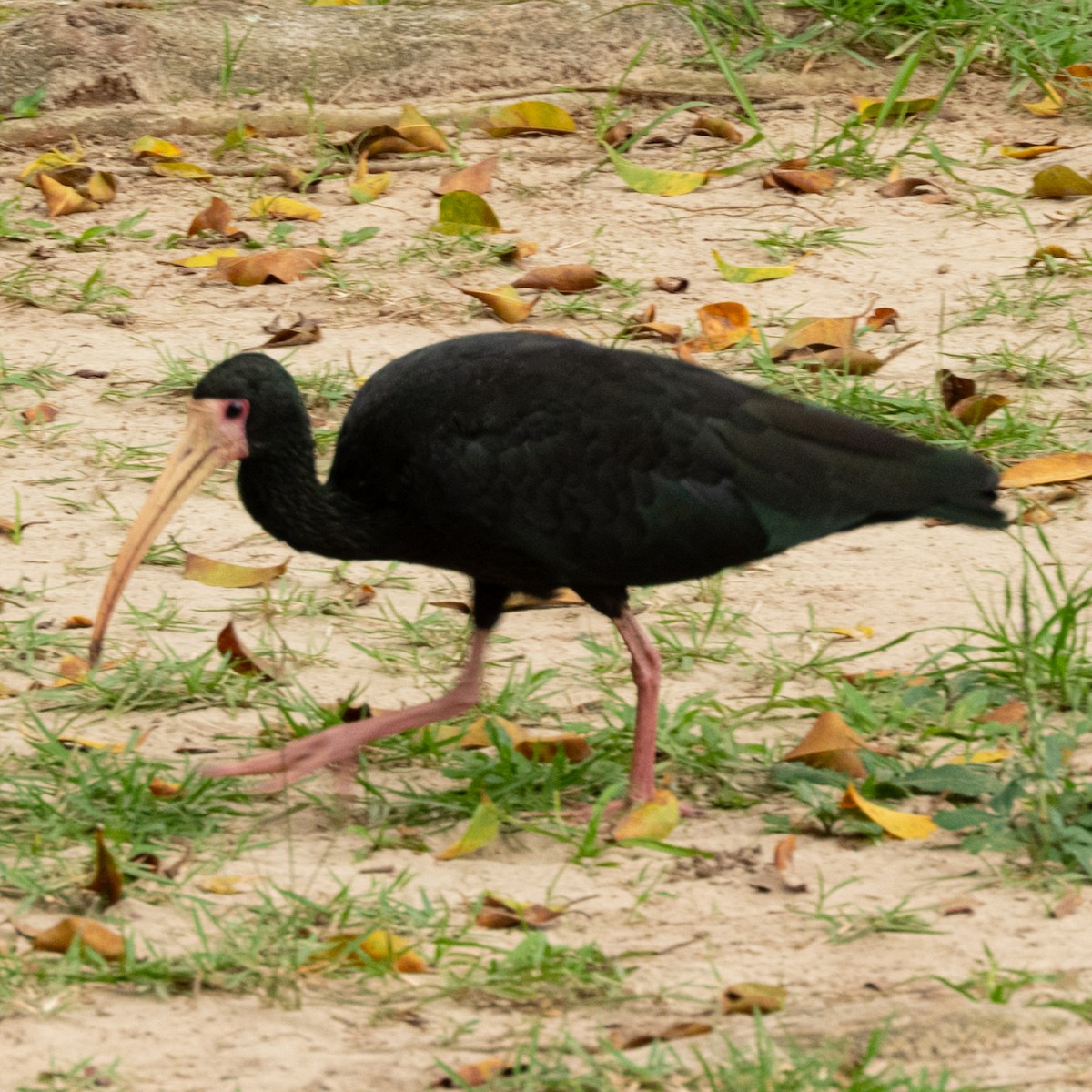 Bare-faced Ibis - ML646662338