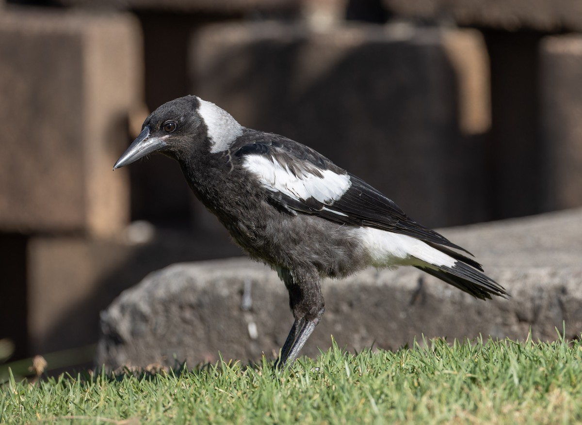 Australian Magpie - ML646662340