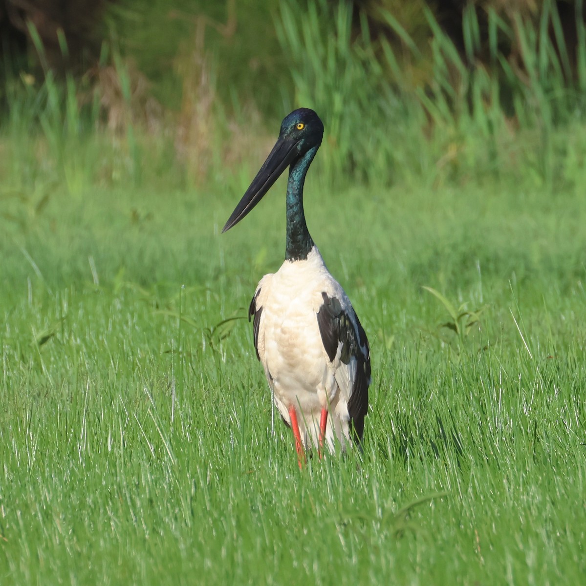 Black-necked Stork - ML646662344