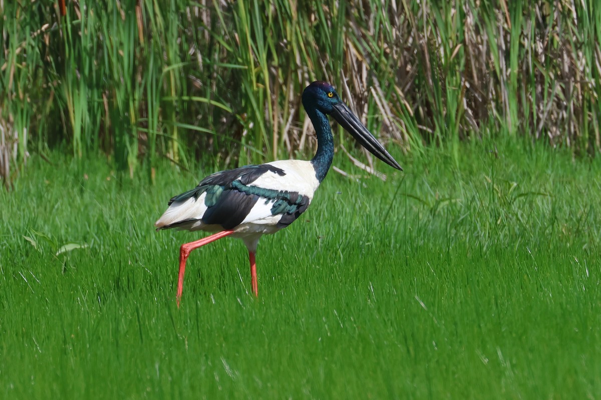 Black-necked Stork - ML646662345