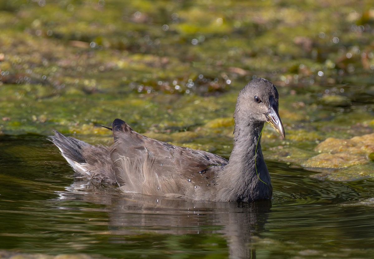 Dusky Moorhen - ML646662348