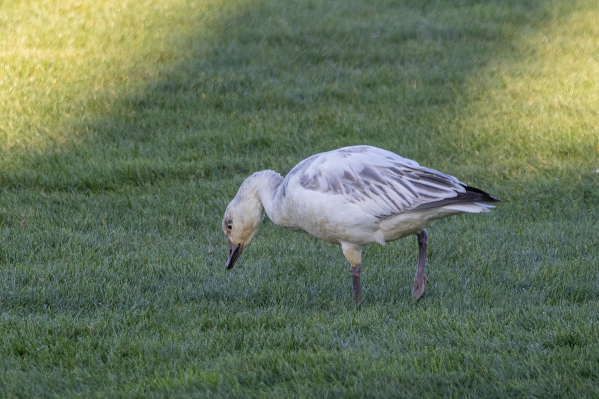 Snow Goose - ML646662350