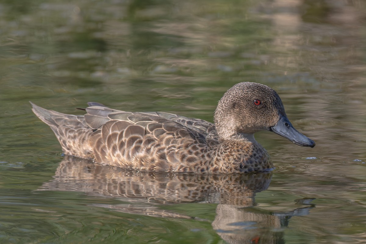 Gray Teal - ML646662351