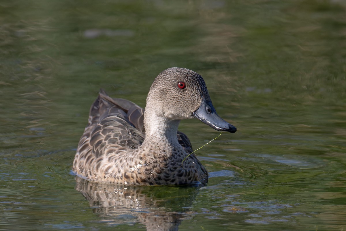 Gray Teal - ML646662354