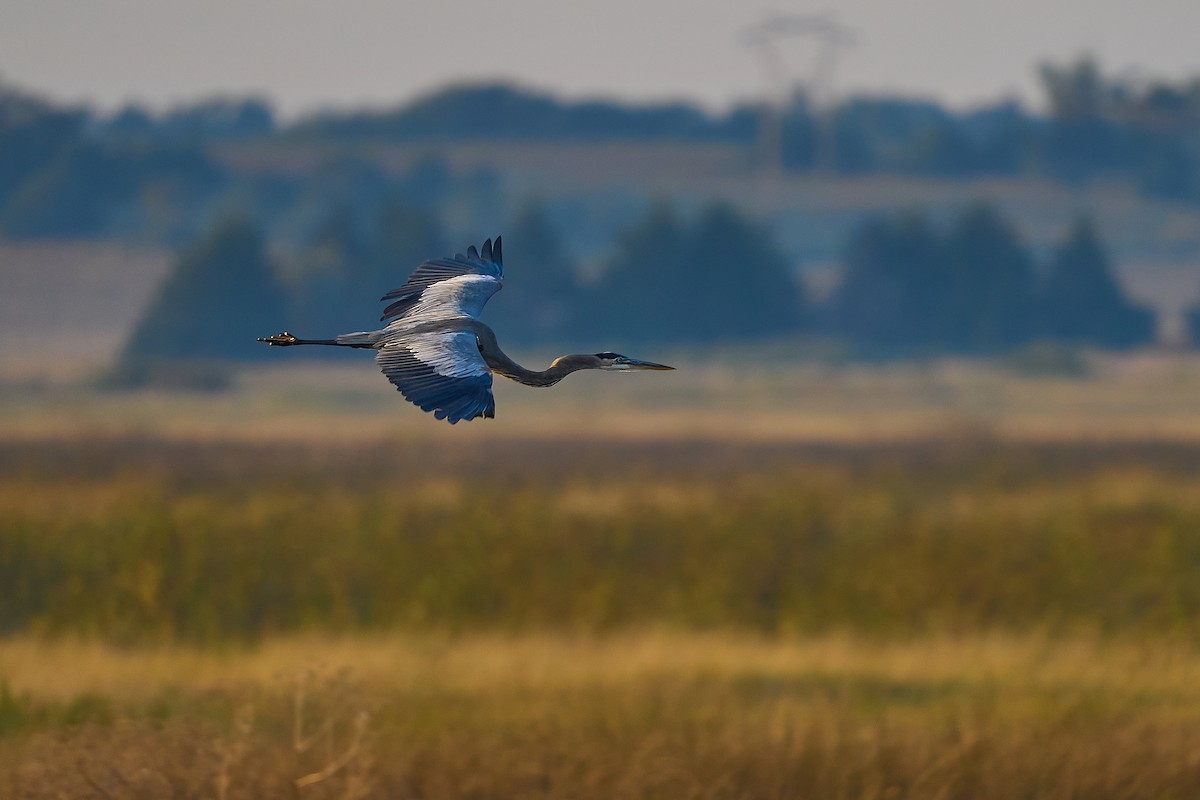 Great Blue Heron - ML646662357