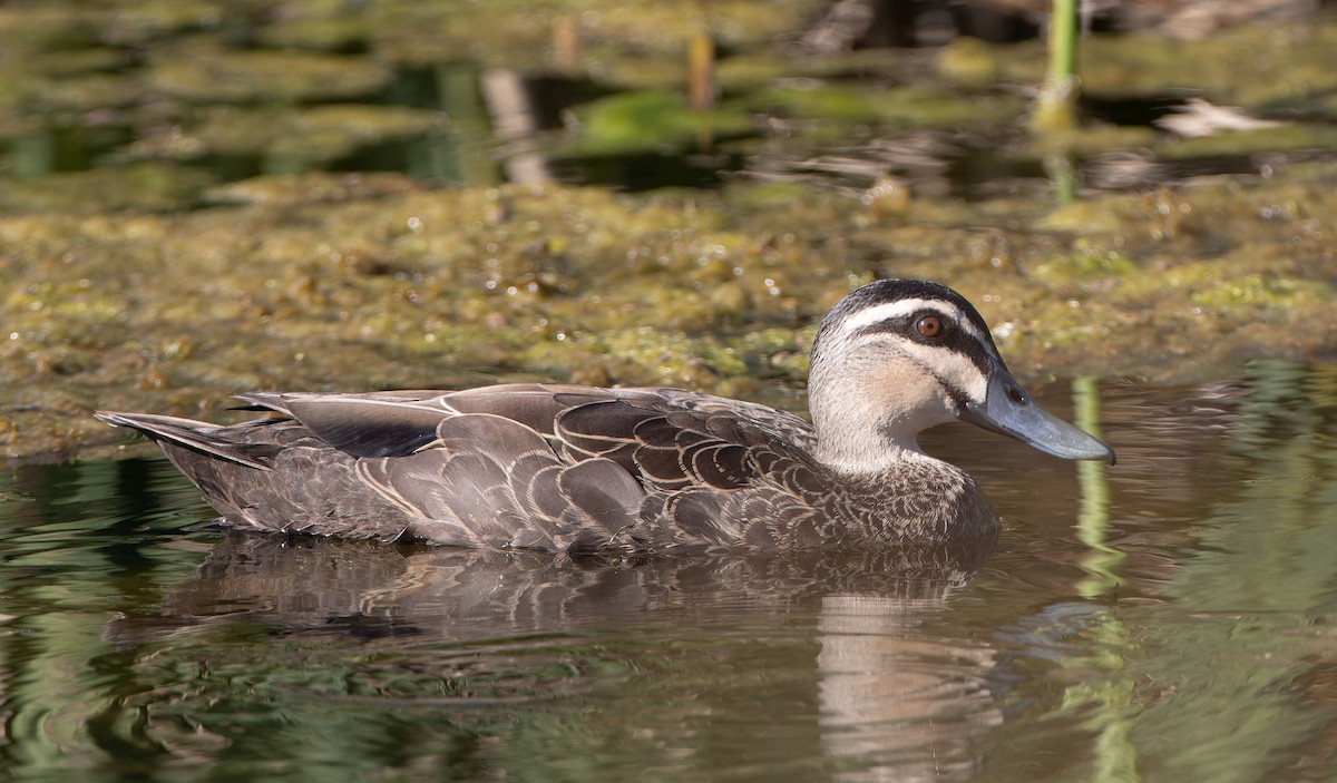 Pacific Black Duck - ML646662360