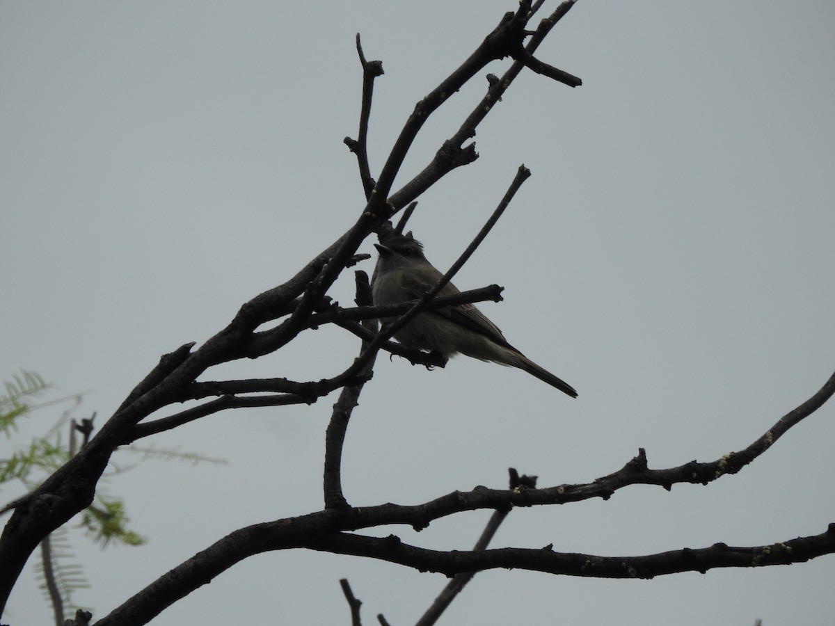 Tyran oriflamme - ML646662361