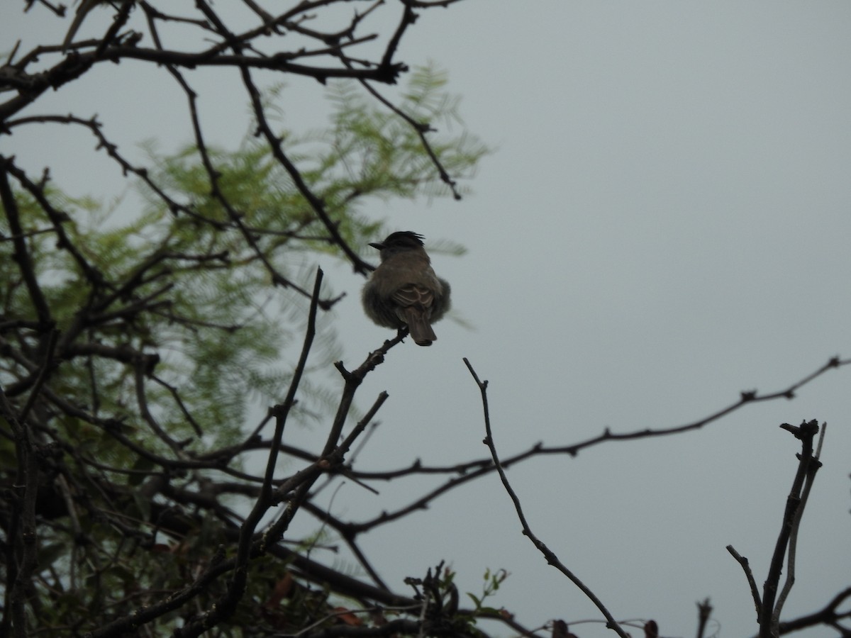 Tyran oriflamme - ML646662362