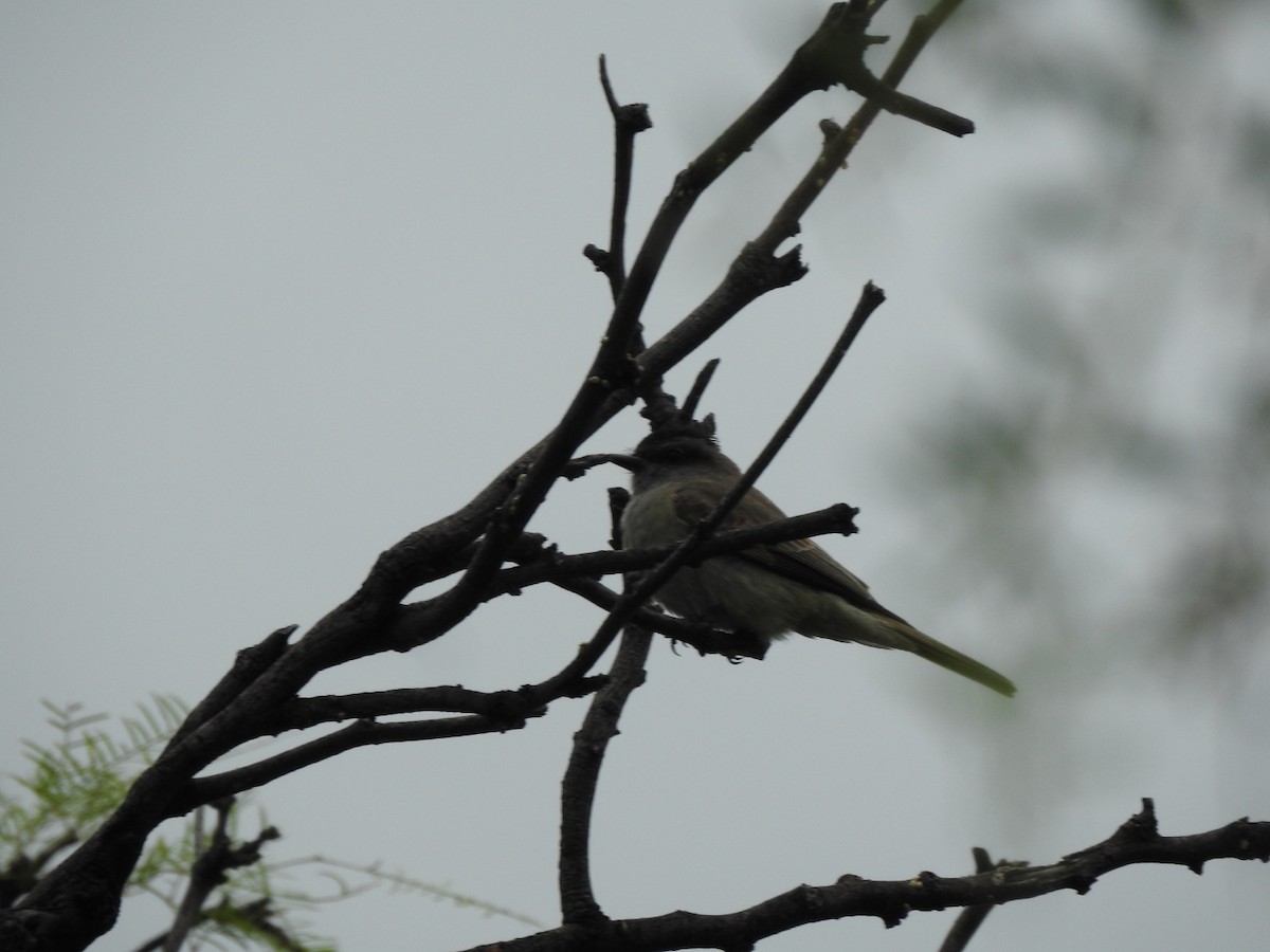 Tyran oriflamme - ML646662363