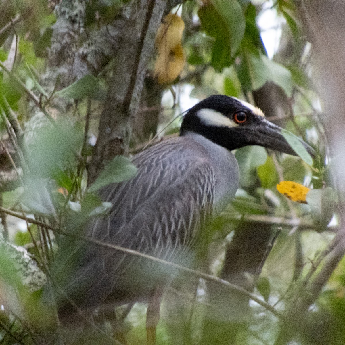 Yellow-crowned Night Heron - ML646662364