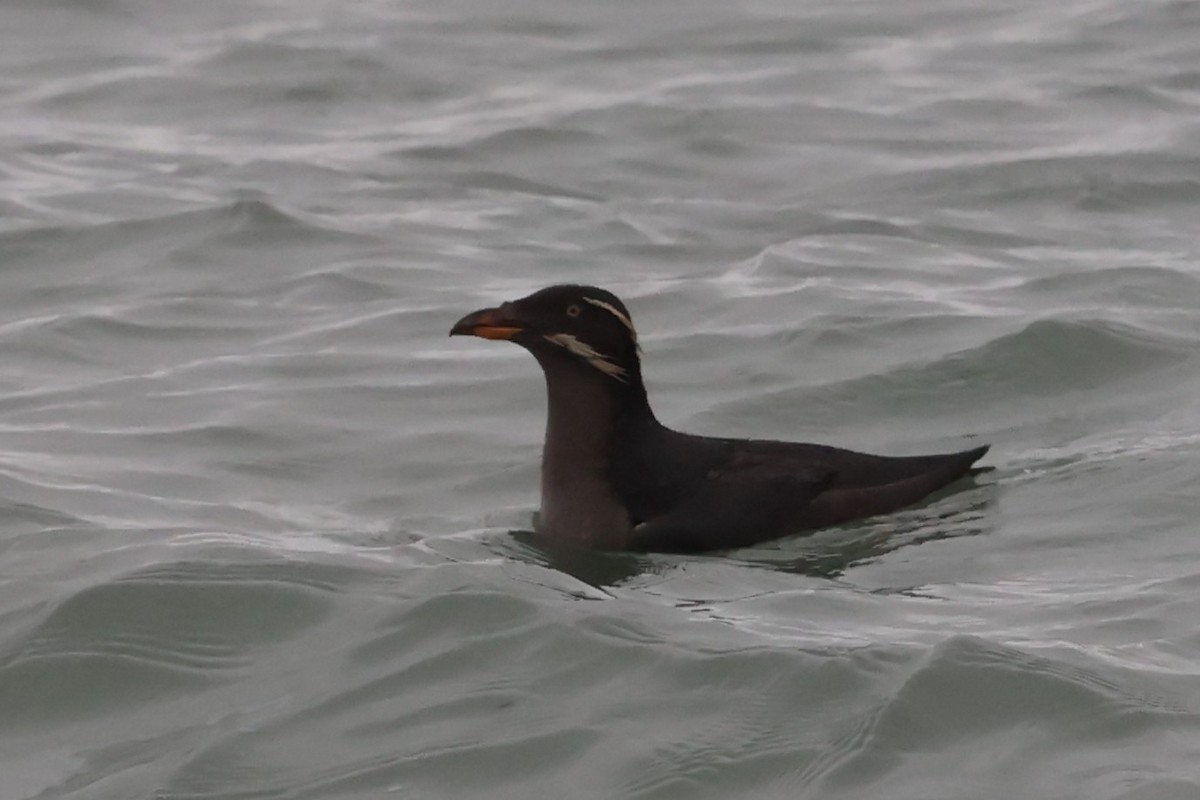 Rhinoceros Auklet - ML646662365