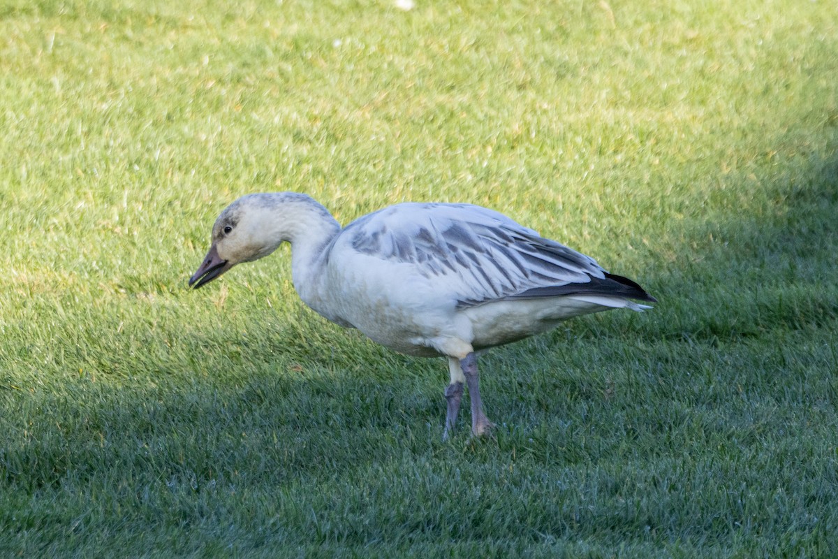 Snow Goose - ML646662366