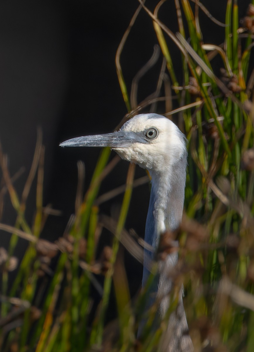 White-faced Heron - ML646662367