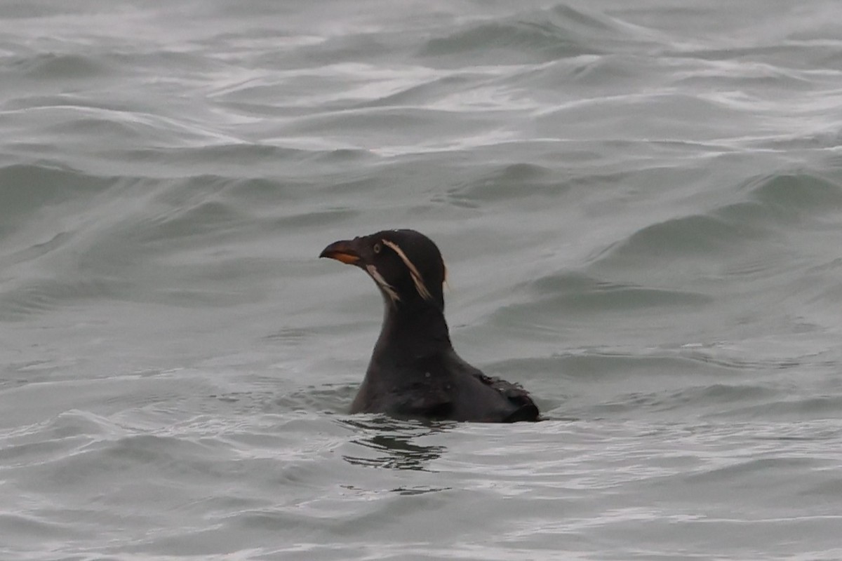 Rhinoceros Auklet - ML646662369