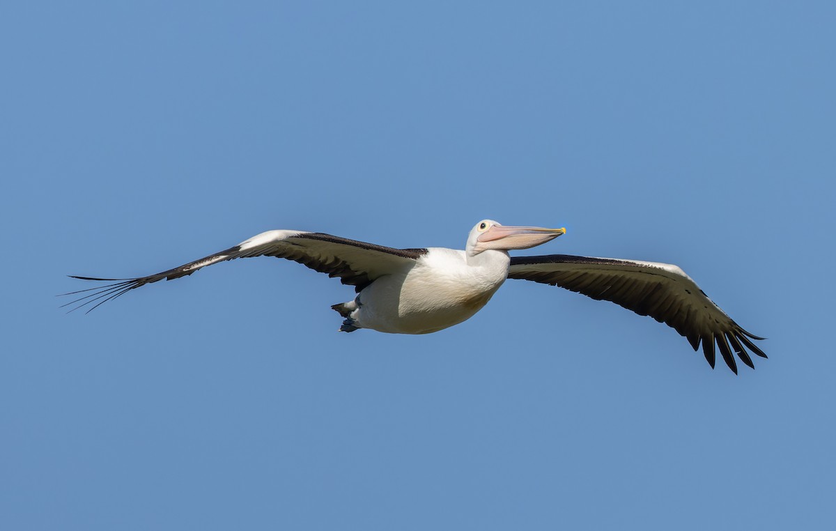 Australian Pelican - ML646662370