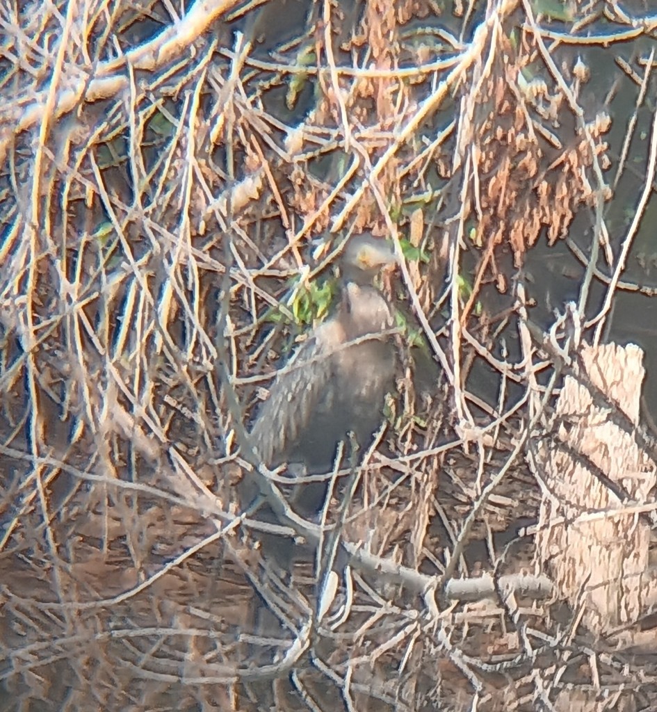 Neotropic Cormorant - ML646662372