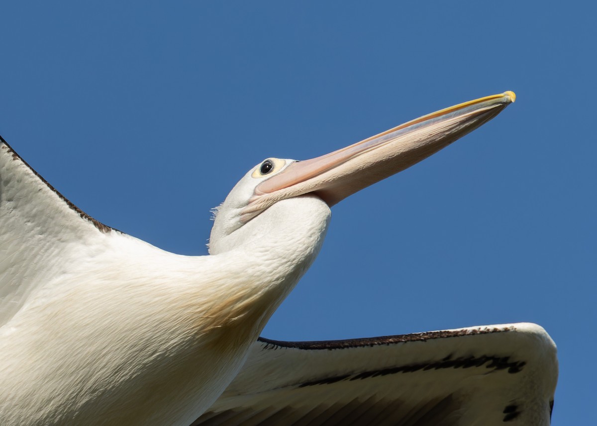 Australian Pelican - ML646662373