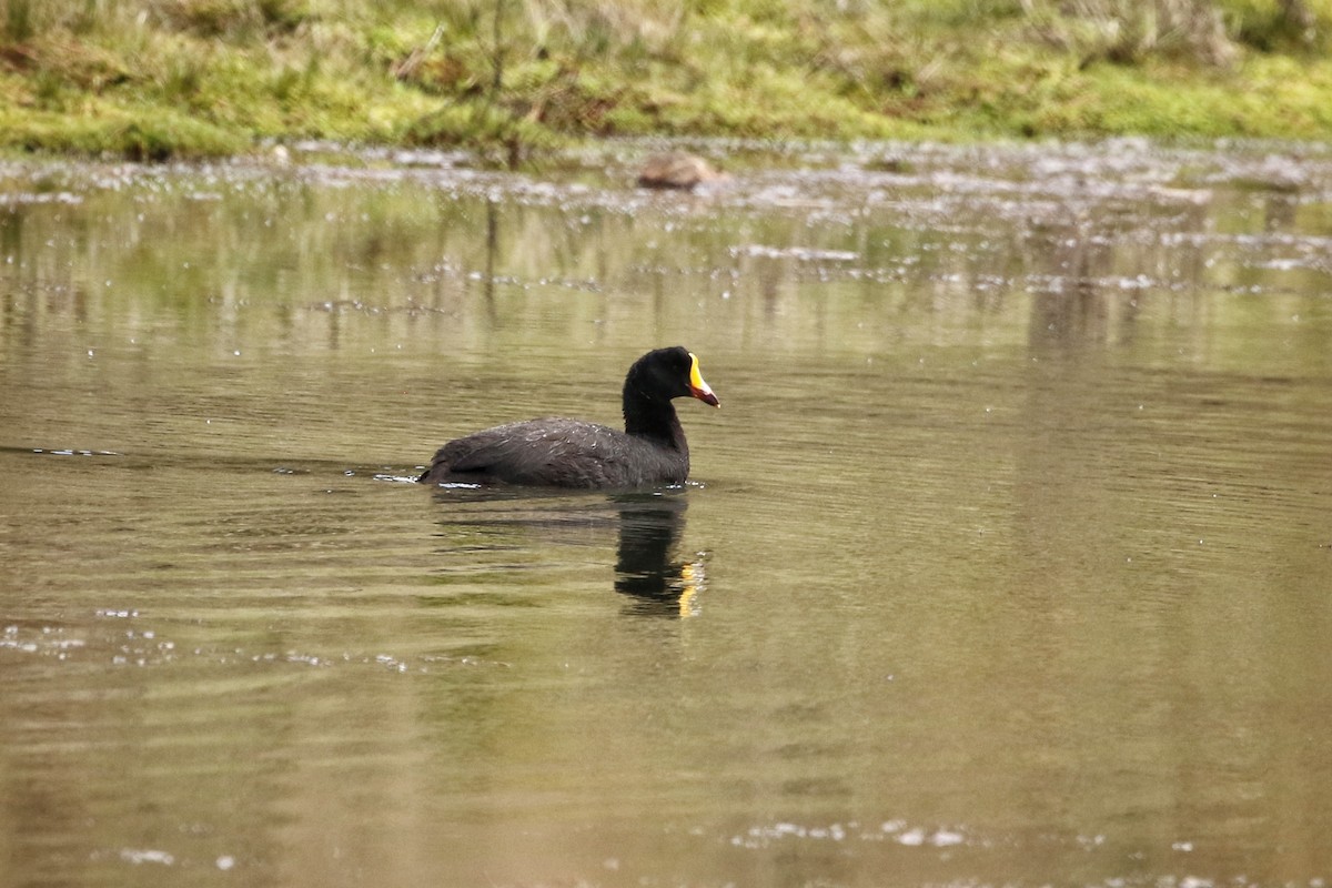 kjempesothøne - ML646662375