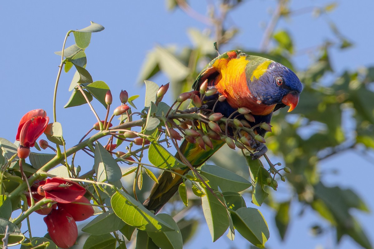 Rainbow Lorikeet - ML646662376