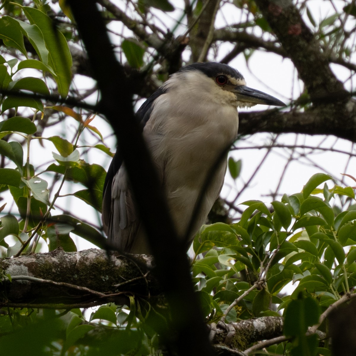 夜鷺 - ML646662377