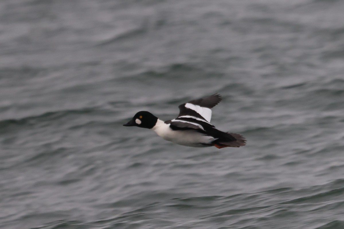 Common Goldeneye - ML646662380