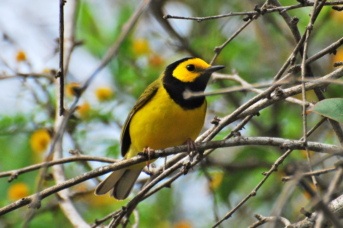 Болотянка чорногорла - ML646662383