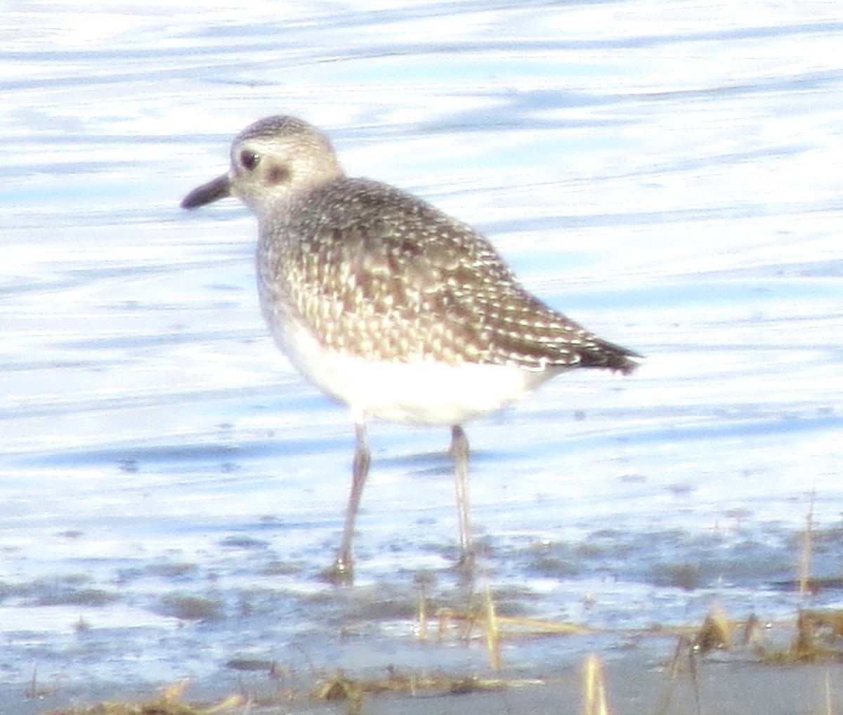 Gümüş Yağmurcun - ML646662384