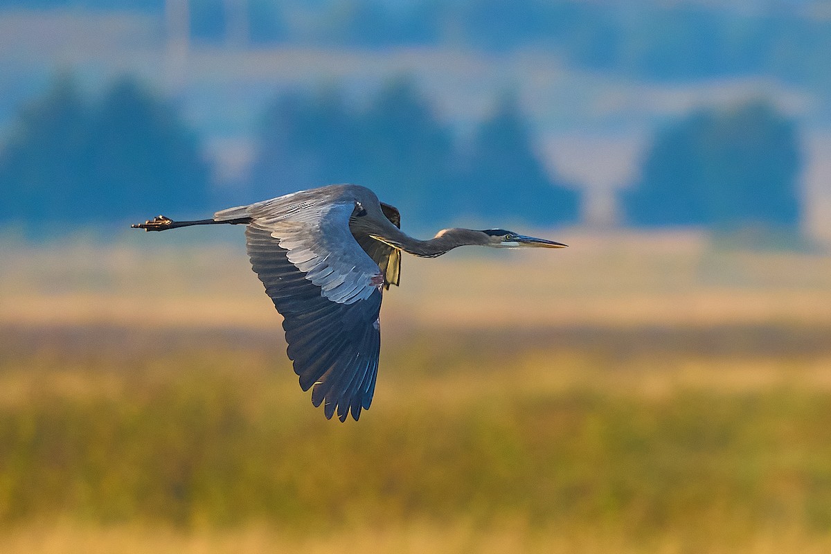 Great Blue Heron - ML646662385