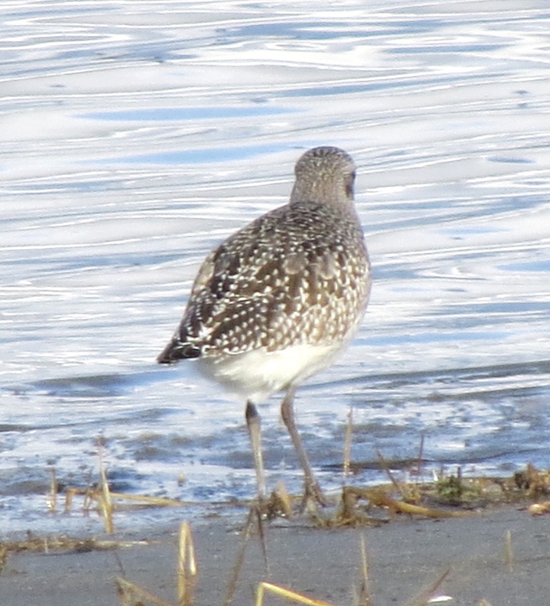 Gümüş Yağmurcun - ML646662386