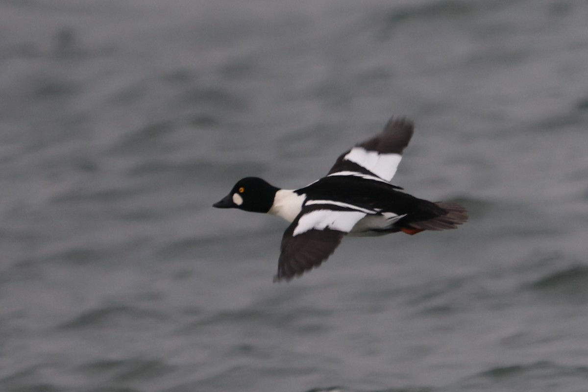 Common Goldeneye - ML646662387