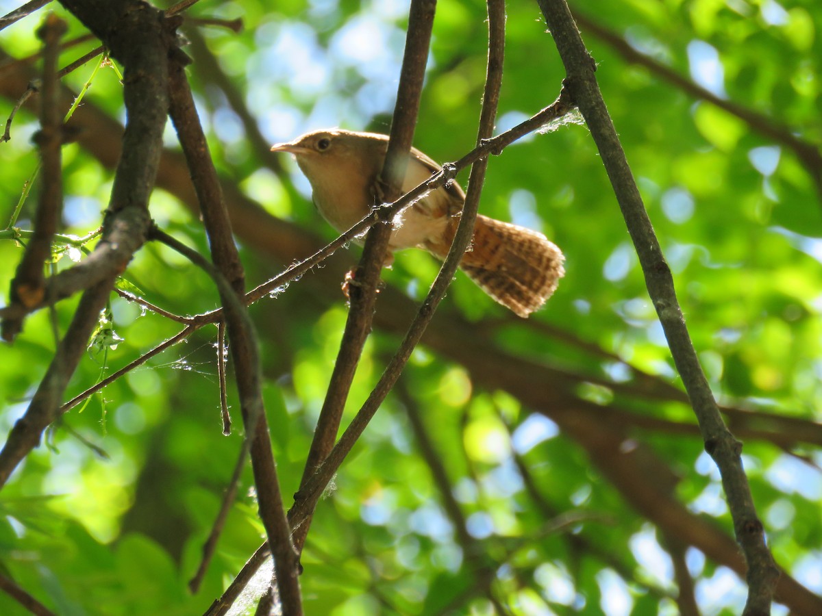 Southern House Wren - ML646662388