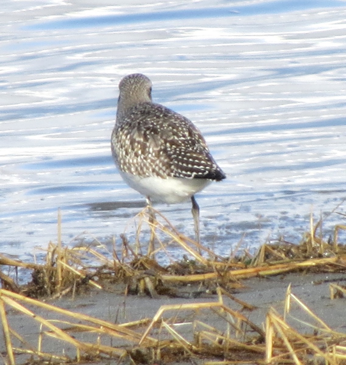 Gümüş Yağmurcun - ML646662389