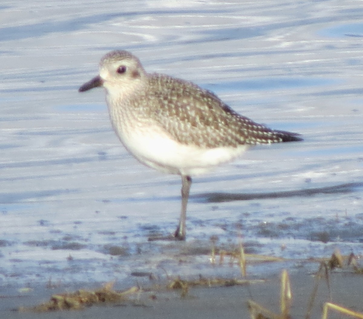 Gümüş Yağmurcun - ML646662391