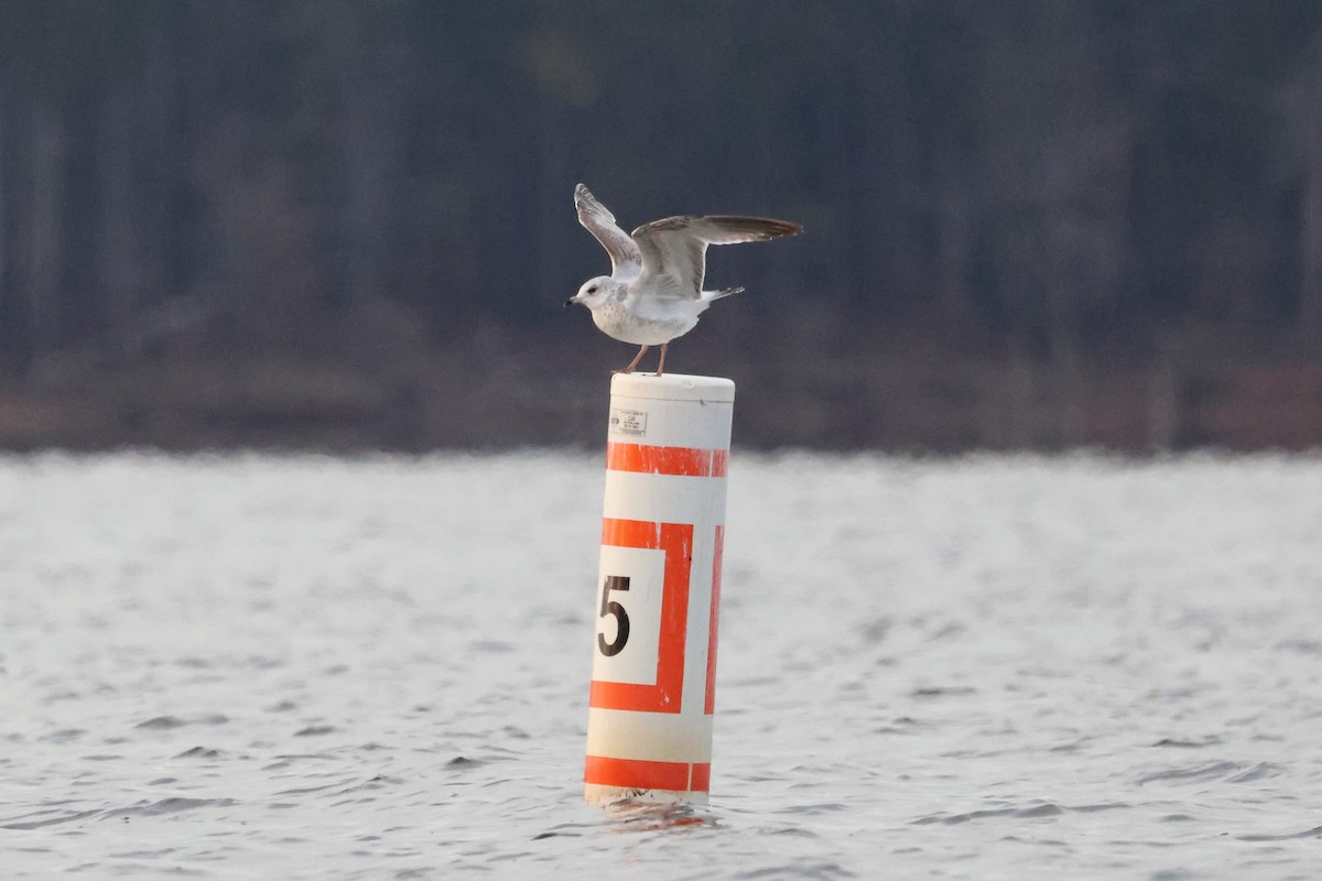 Gavina americana - ML646662392