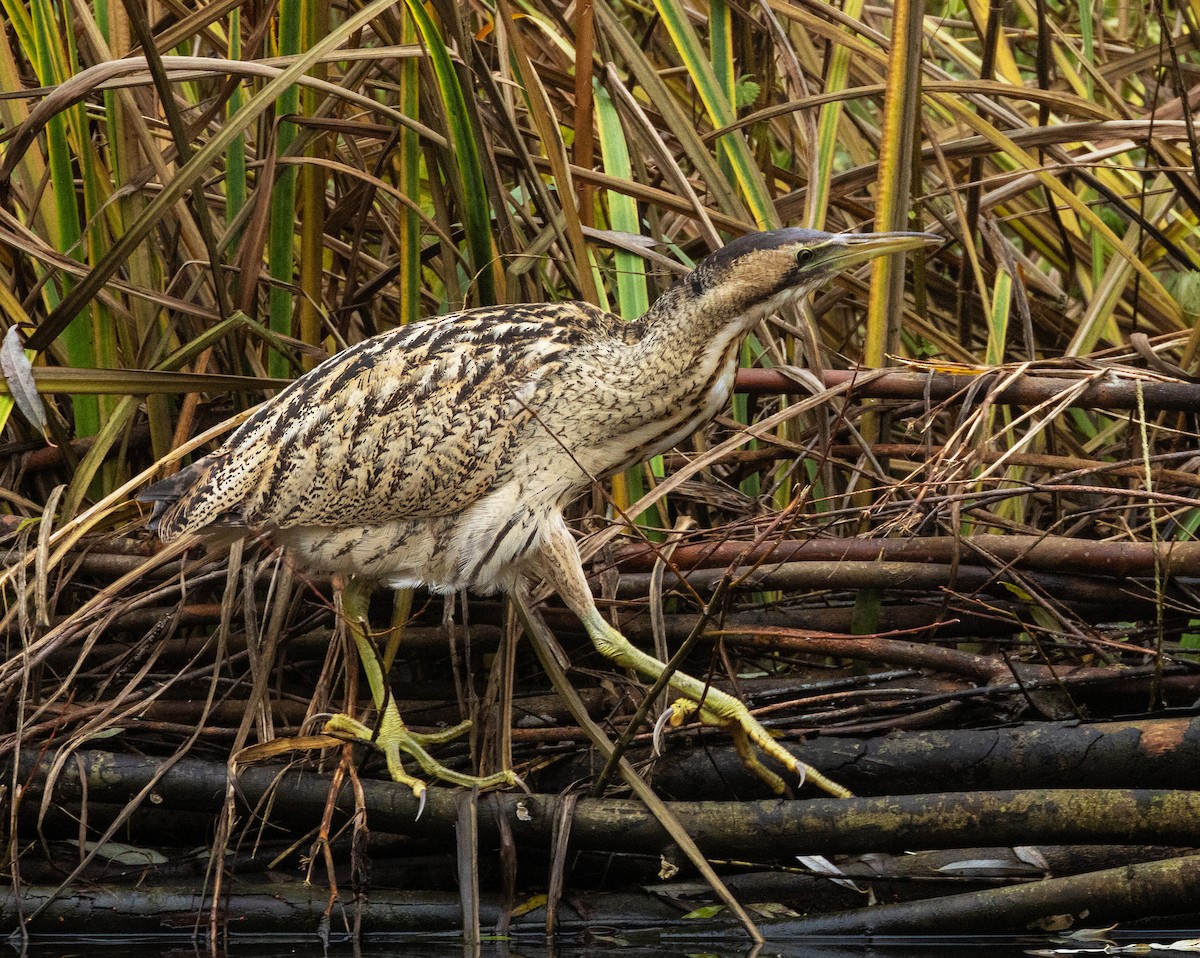 bukač velký - ML646662393
