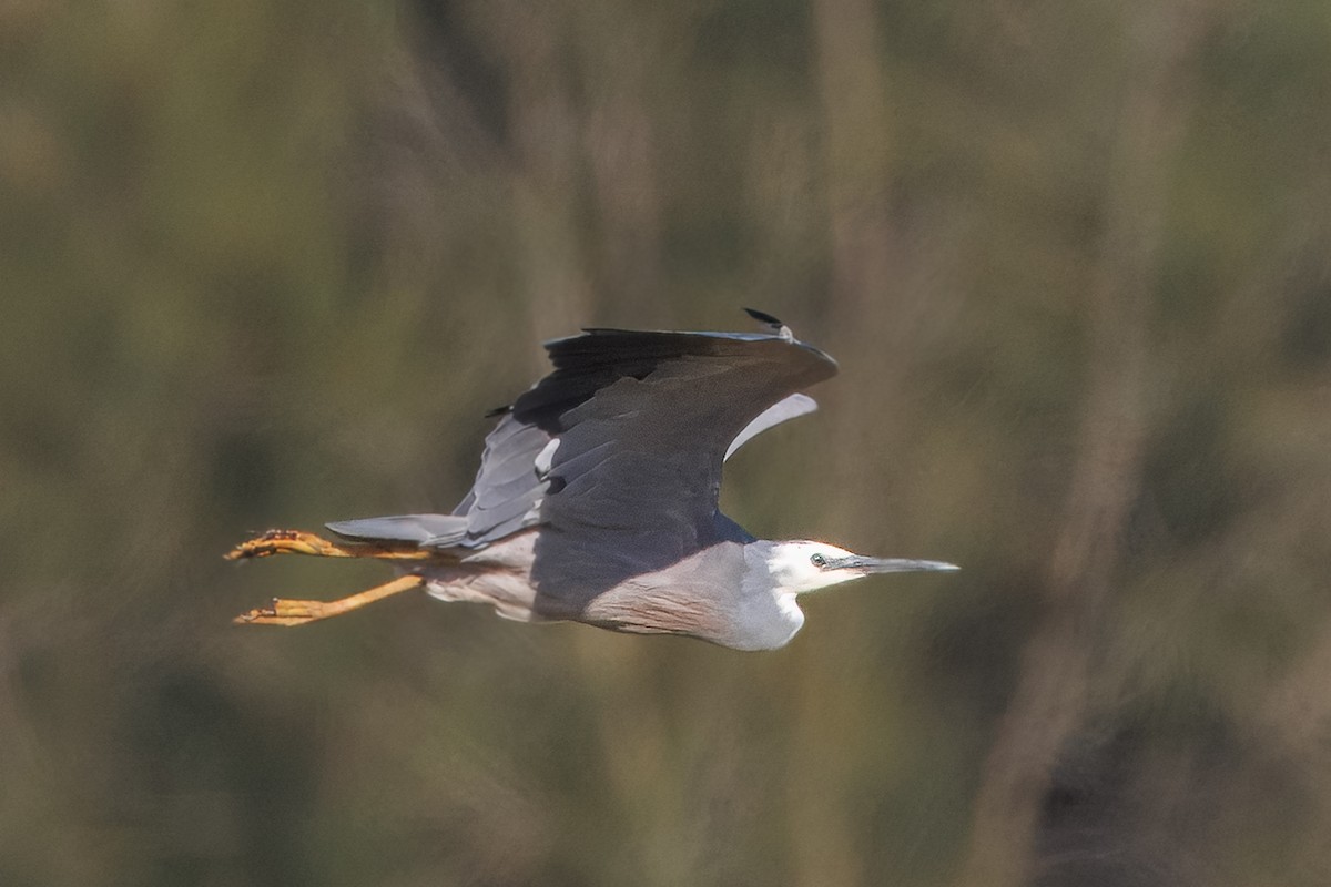 White-faced Heron - ML646662394