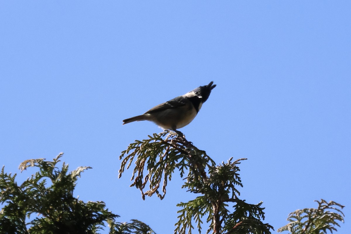 Өдөрч хөх бух - ML646662396