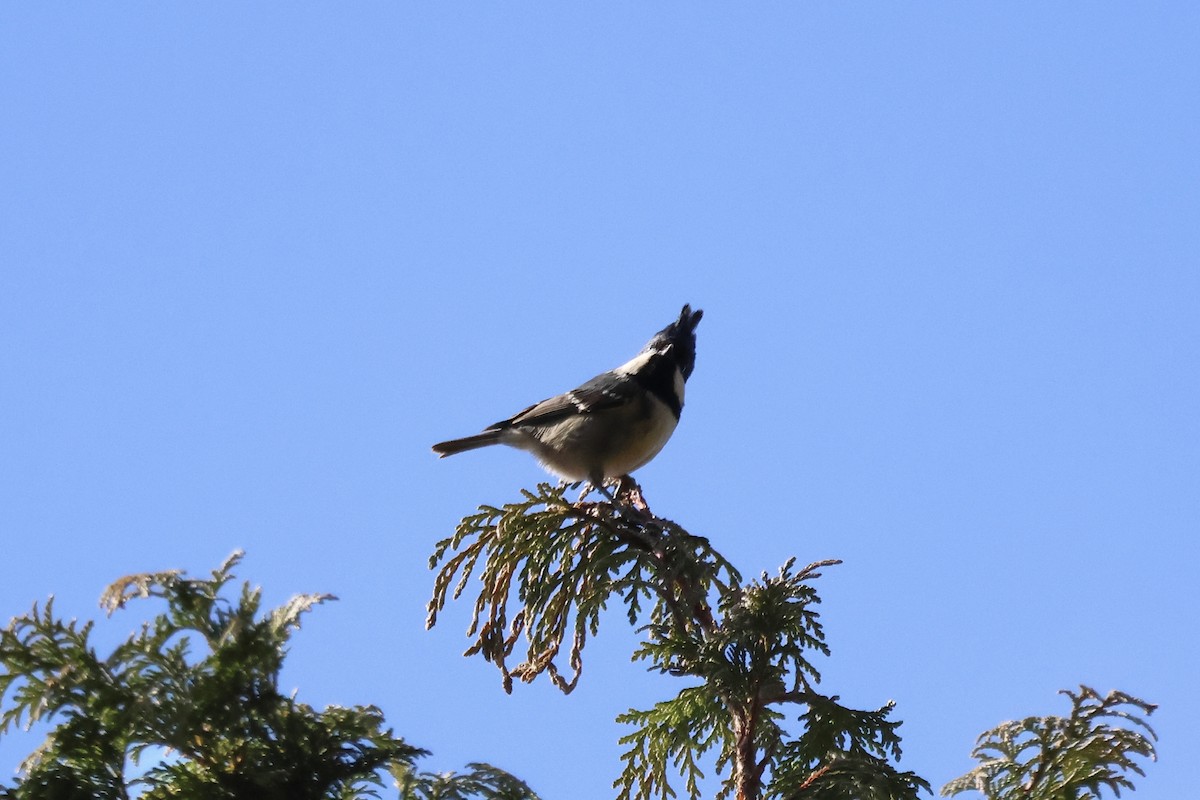 Өдөрч хөх бух - ML646662397